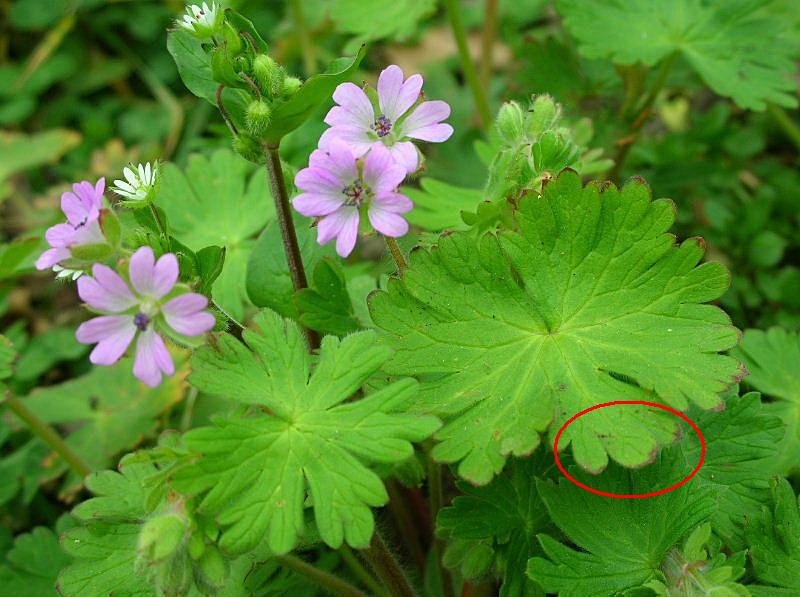 Geranium molle / Geranio volgare